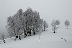 gruppo di alberi